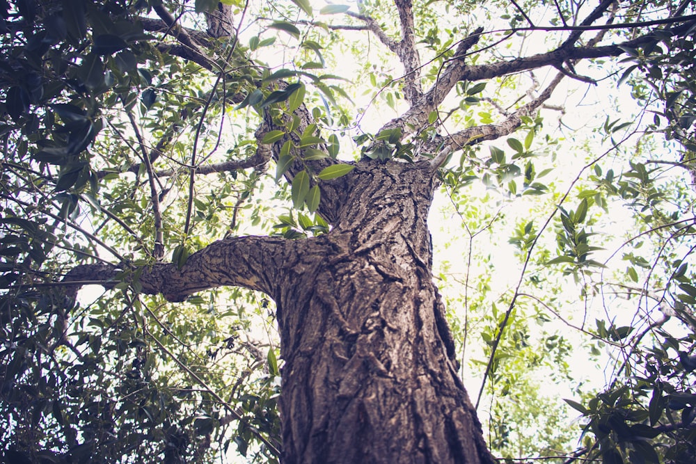 brown tree trunk with green leaves