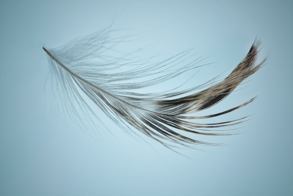 cheveux blancs et noirs sur une surface blanche