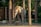 An elephant standing within a fenced area, surrounded by wooden poles and metal wires. The ground is sandy, with patches of grass visible. In the background, lush green trees are present, creating a natural enclosure.