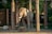 An elephant standing within a fenced area, surrounded by wooden poles and metal wires. The ground is sandy, with patches of grass visible. In the background, lush green trees are present, creating a natural enclosure.