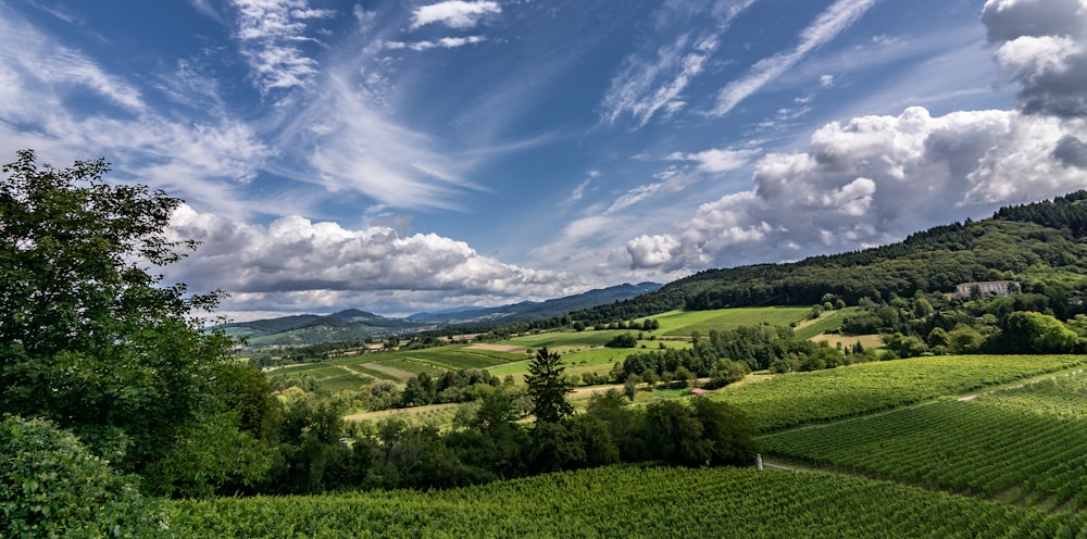 campo di erba verde sotto il cielo blu durante il giorno