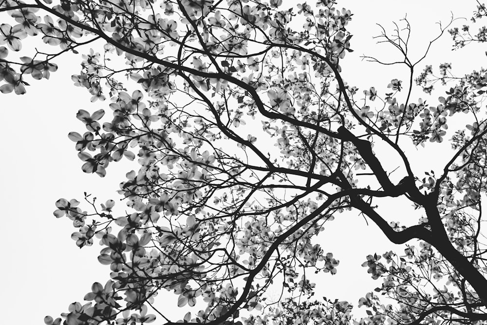 grayscale photo of tree branches