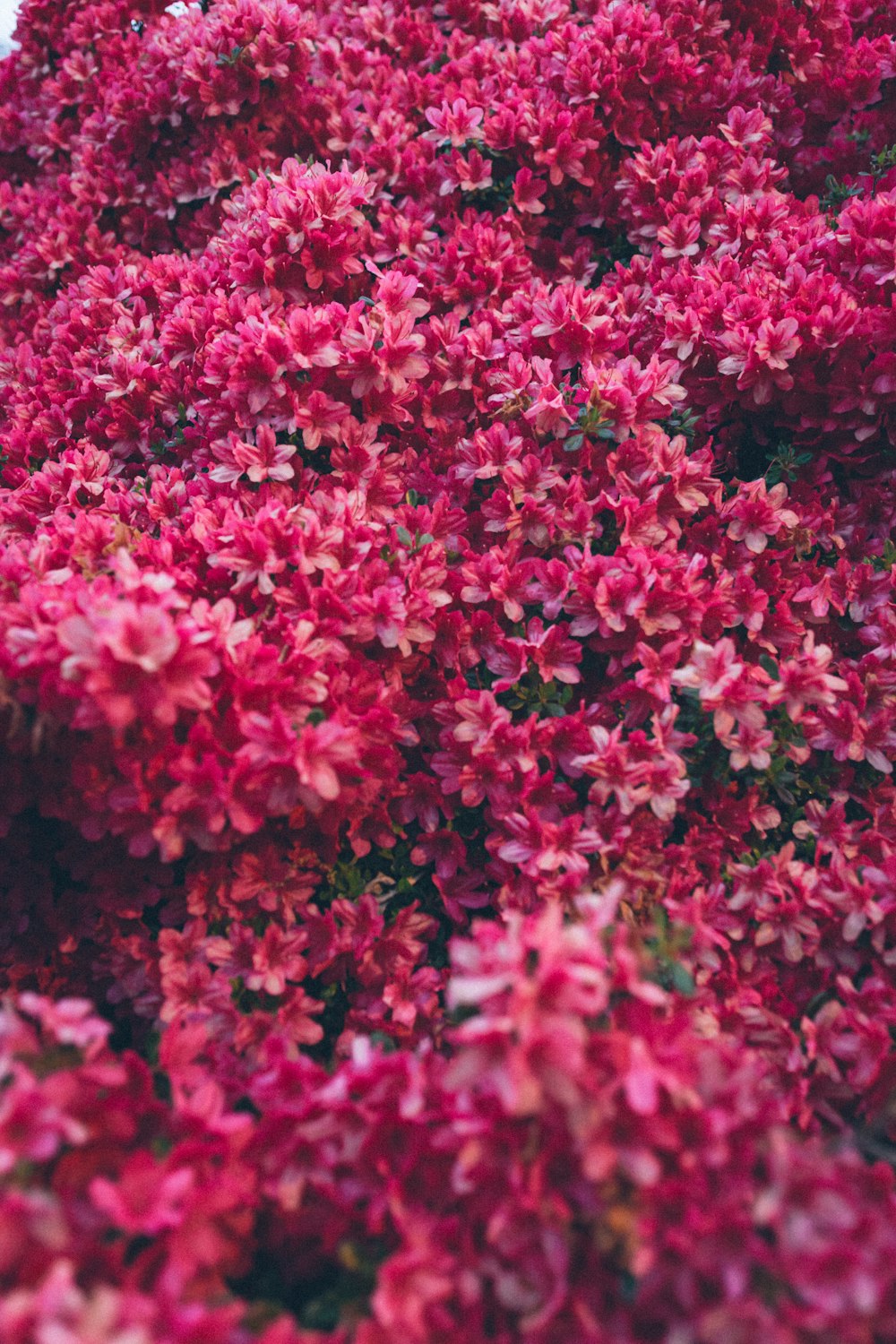 pink flowers in tilt shift lens