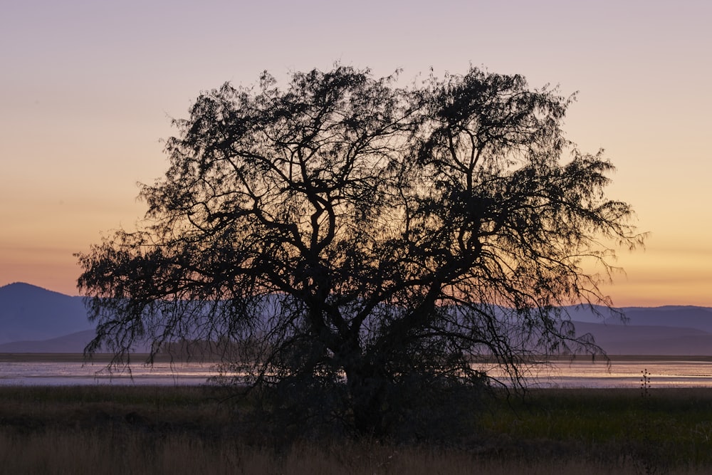 brown tree on green grass field during daytime