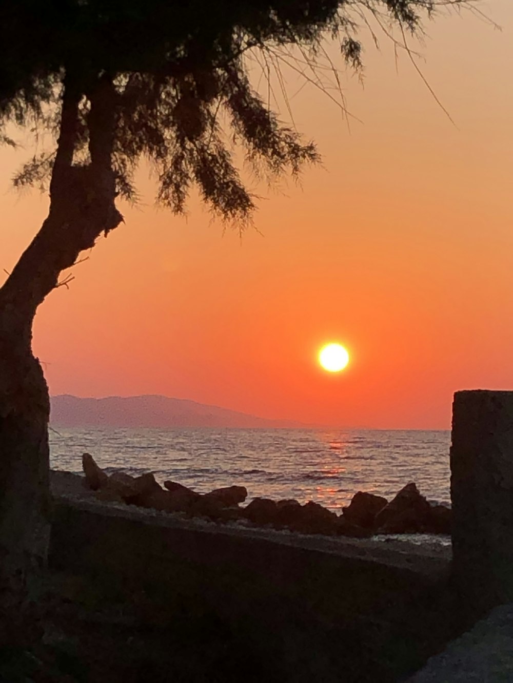 silhouette of tree near body of water during sunset