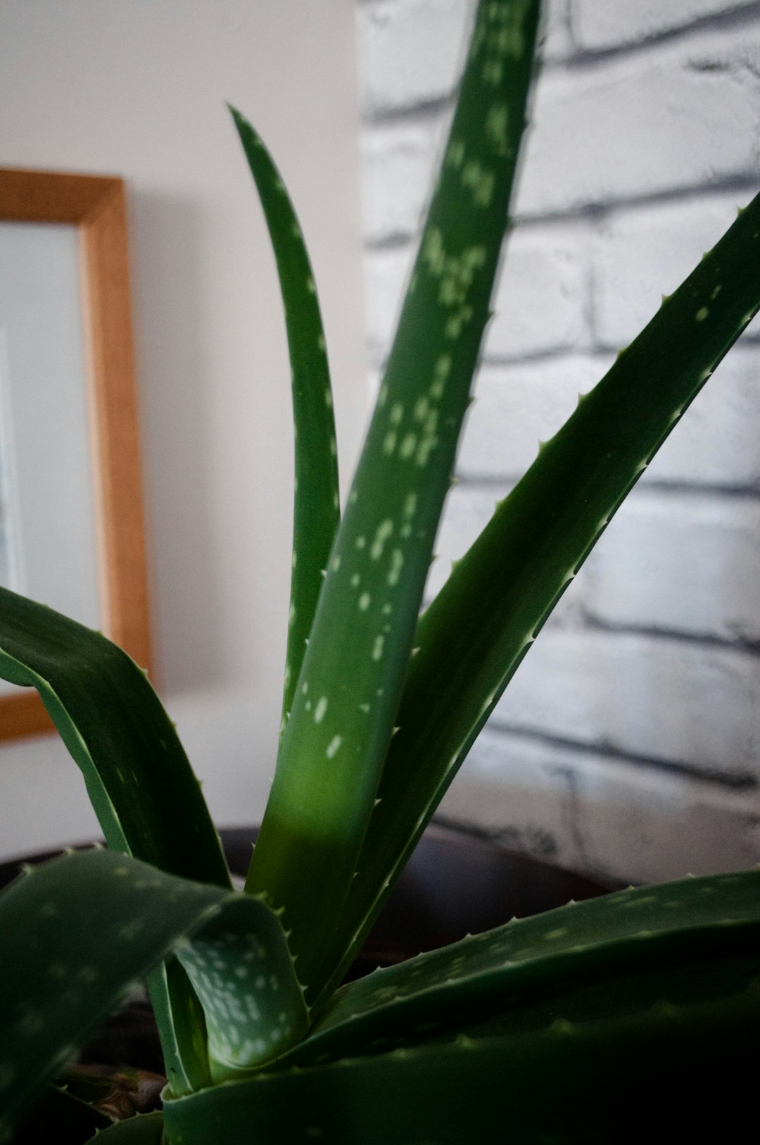 green aloe vera plant in pot