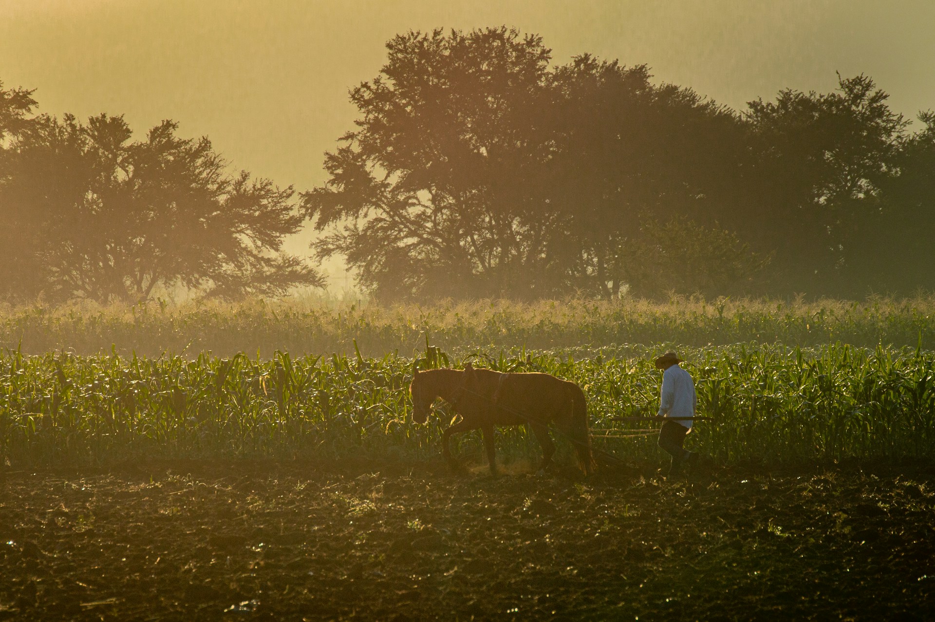 man in white dress shirt and black pants standing beside brown cow on green grass field