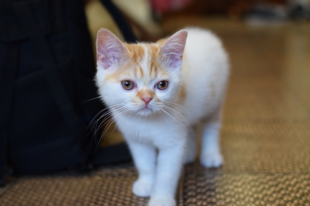 white and orange tabby cat