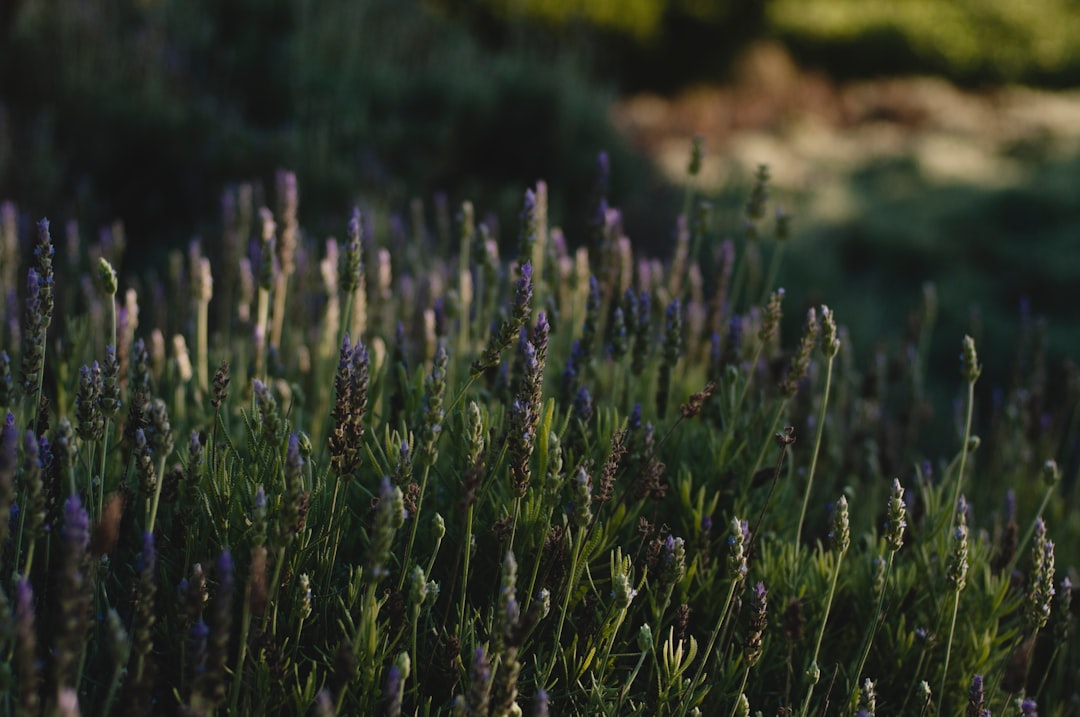 purple flower field during daytime