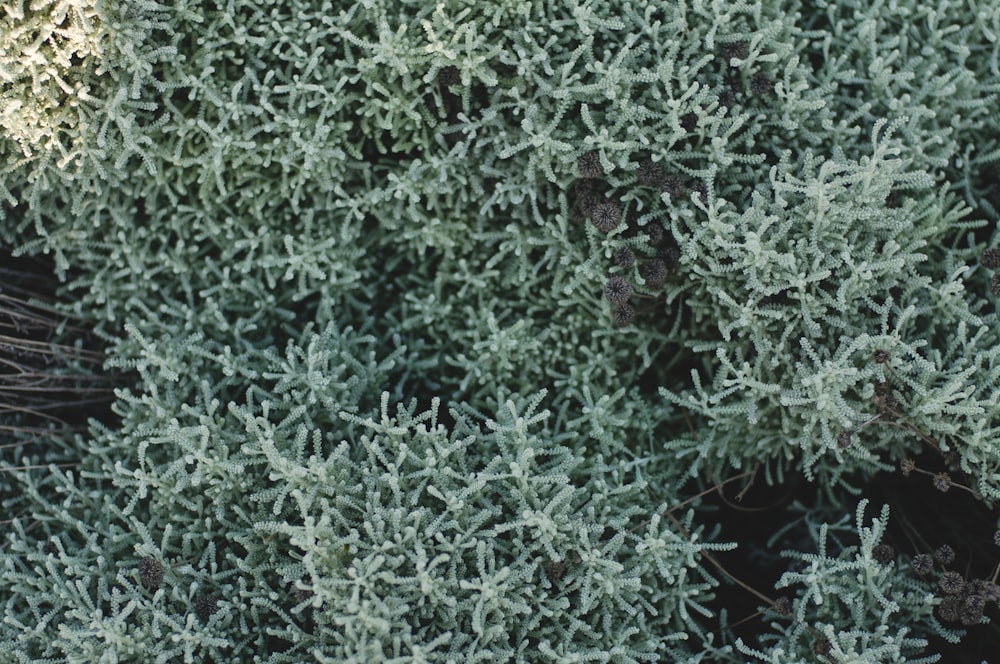 green grass field during daytime