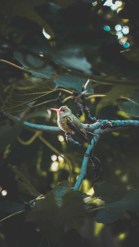 green and brown bird on tree branch in Santa Fe Argentina