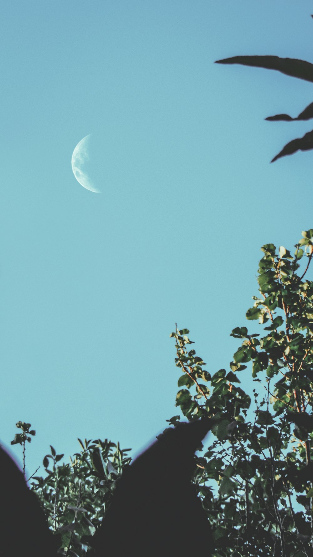 green tree under blue sky during daytime