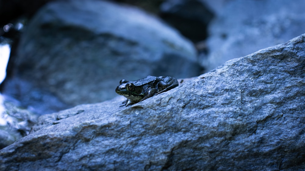 green frog on gray rock