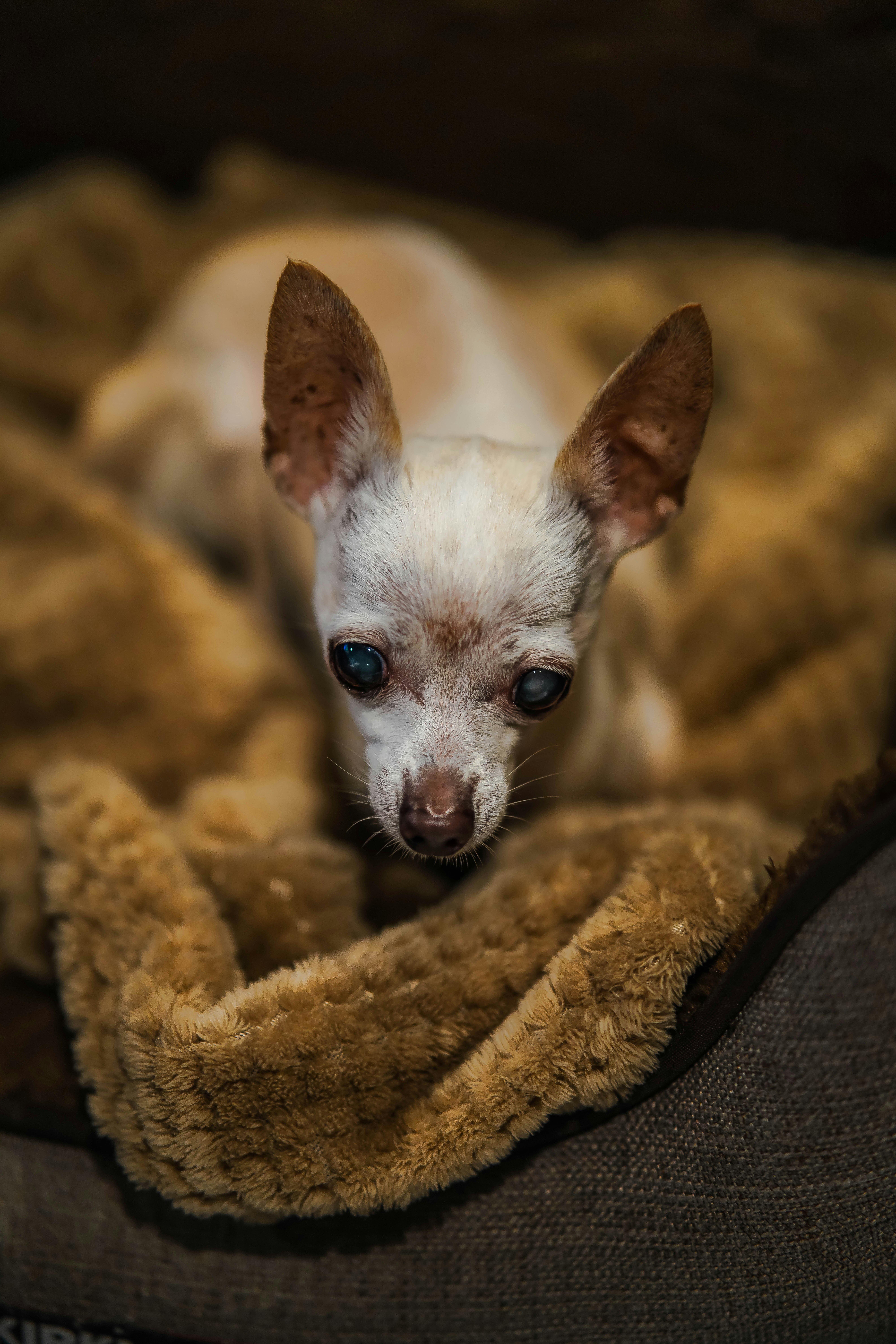 white chihuahua puppy