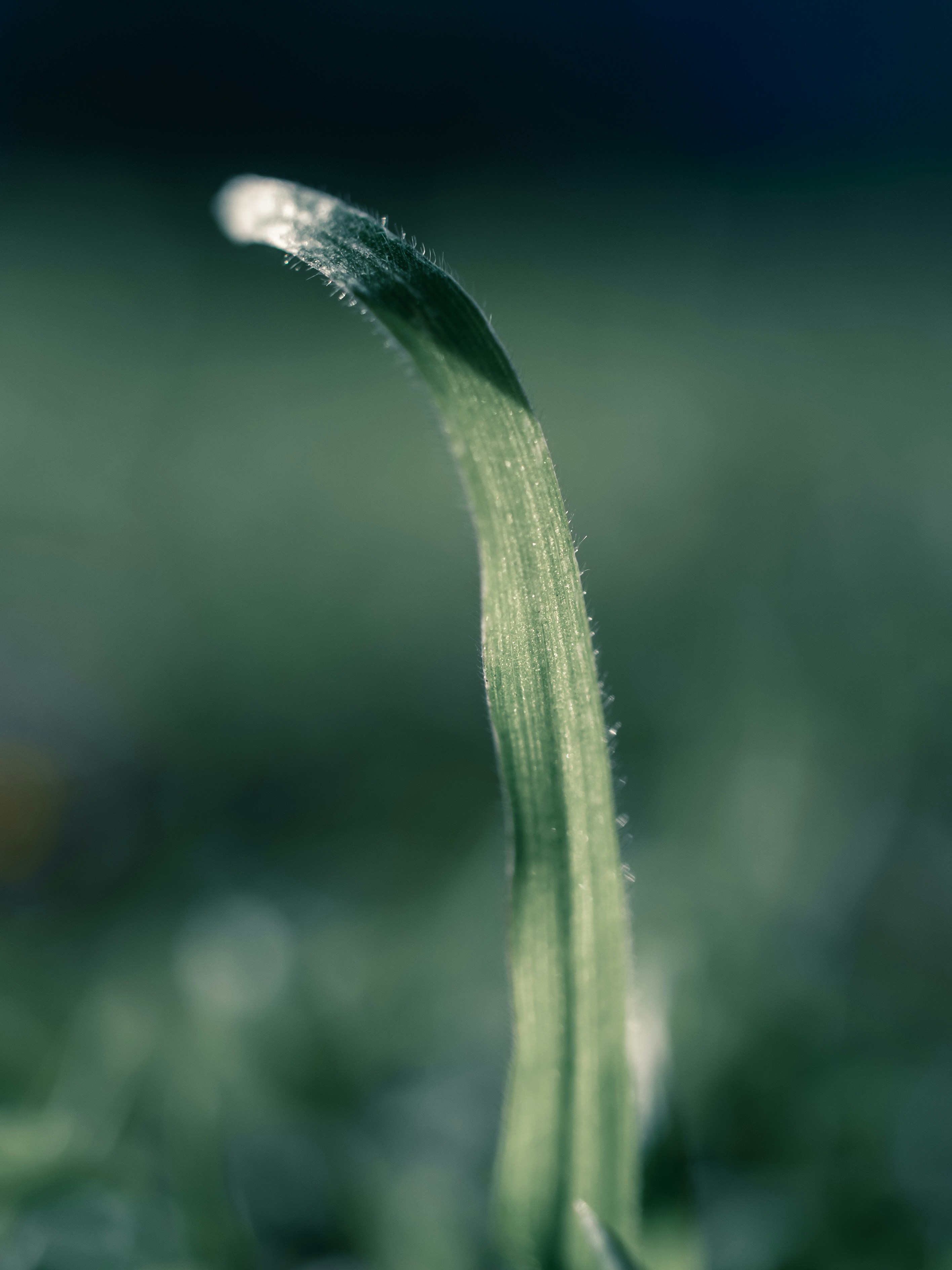 gotas de agua en una planta verde