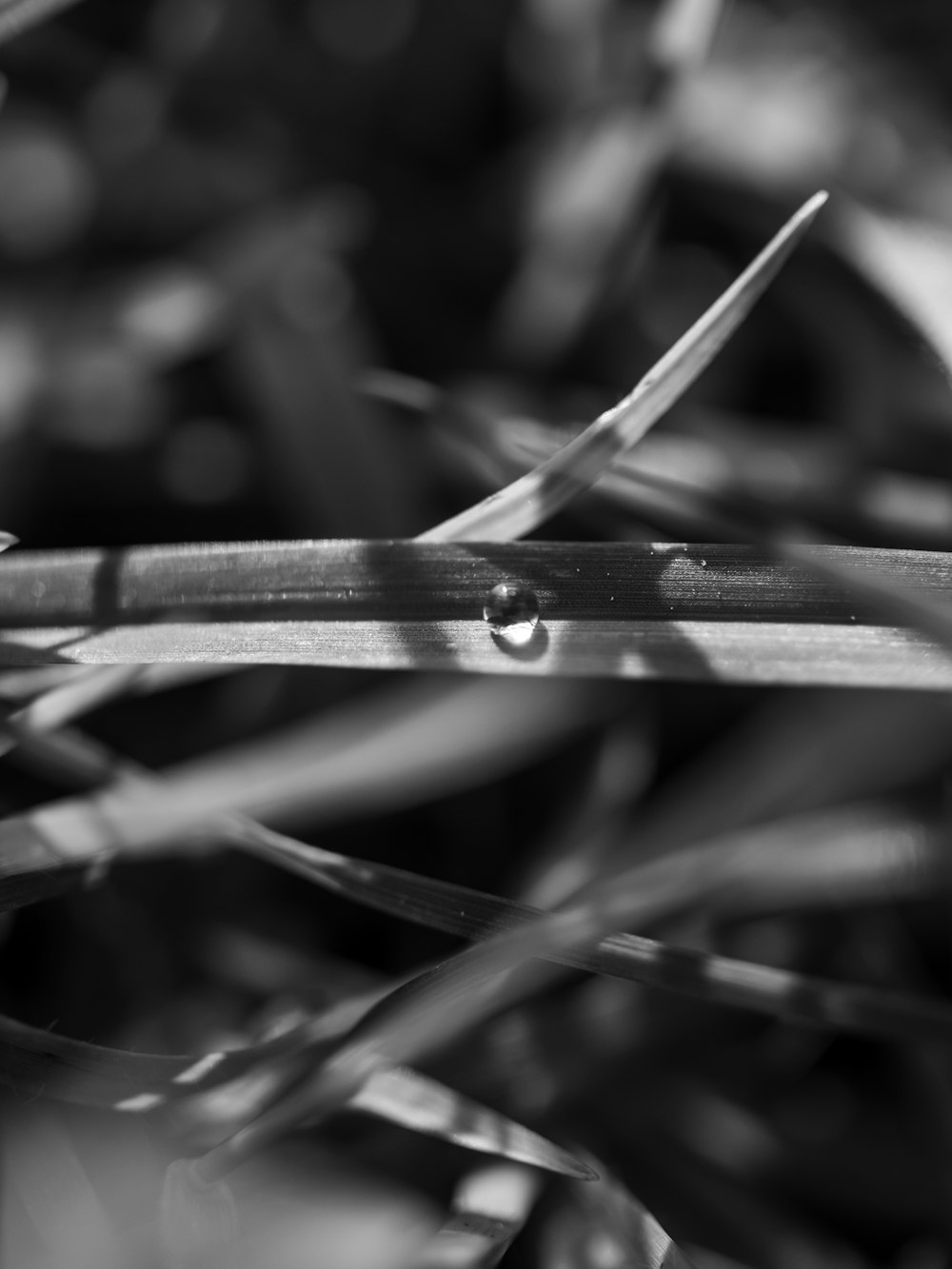 water droplets on brown grass in macro photography