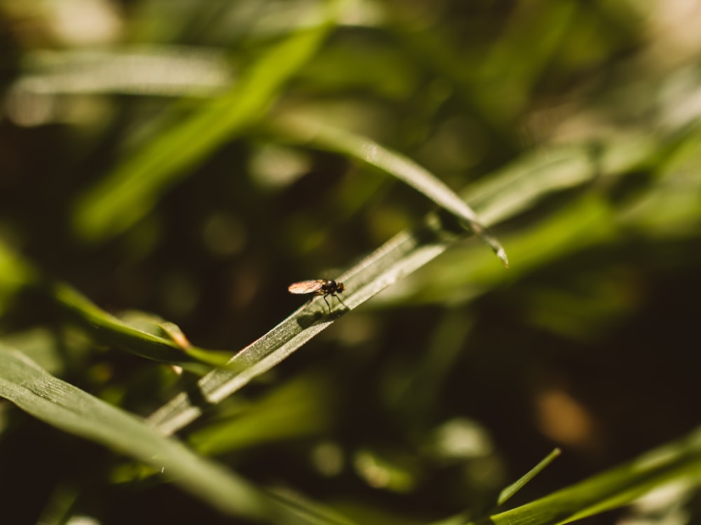 black and brown bug on green plant stem