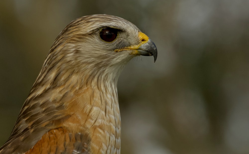 pájaro marrón y blanco en fotografía de primer plano