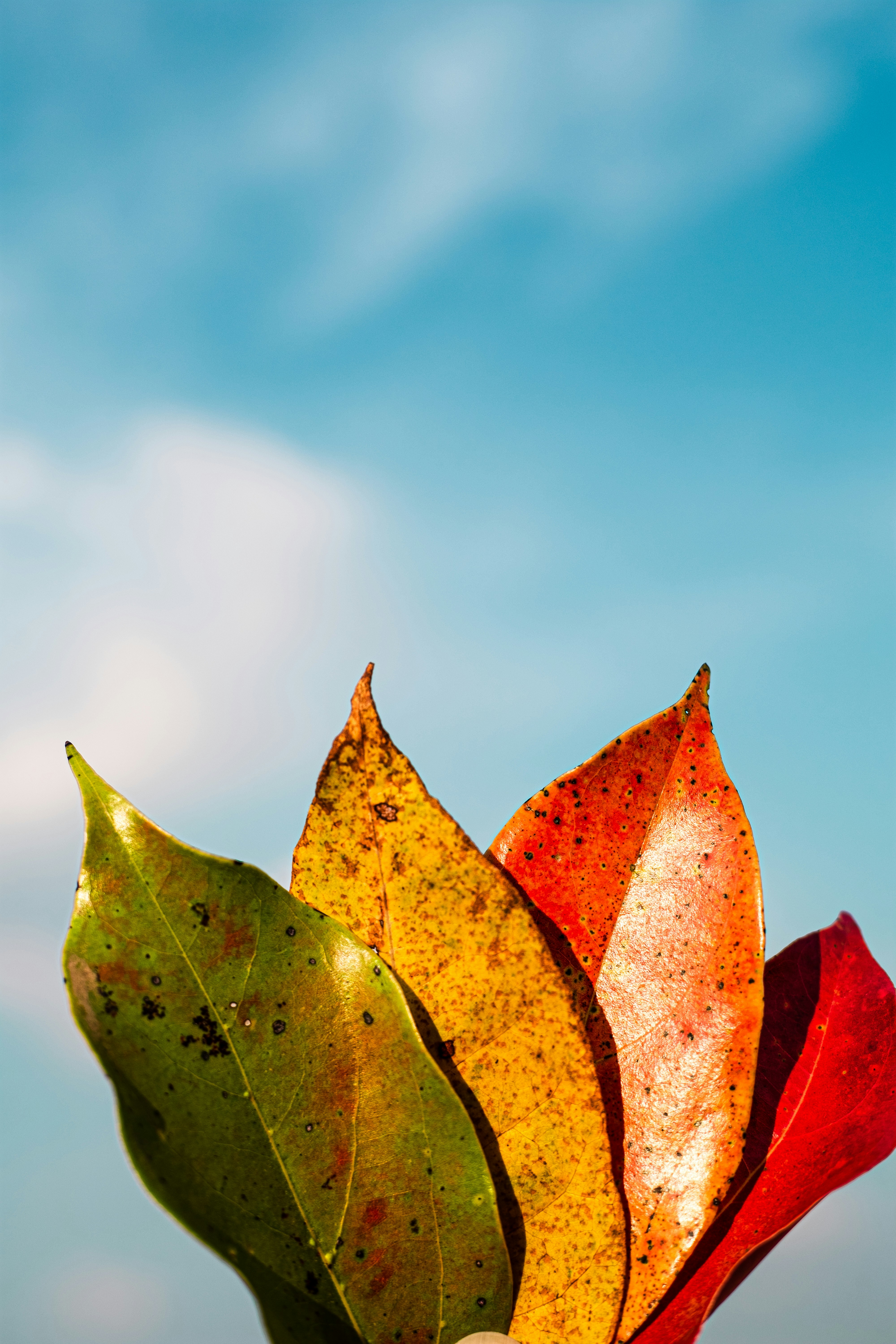 Photo by xiexianghua