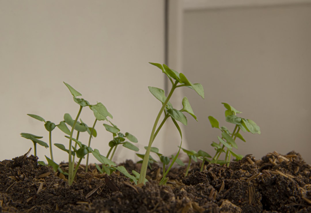 green plant on brown soil,
