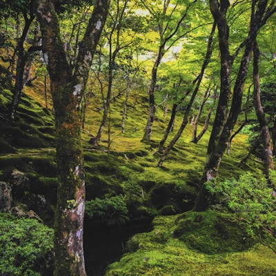 Professional Service