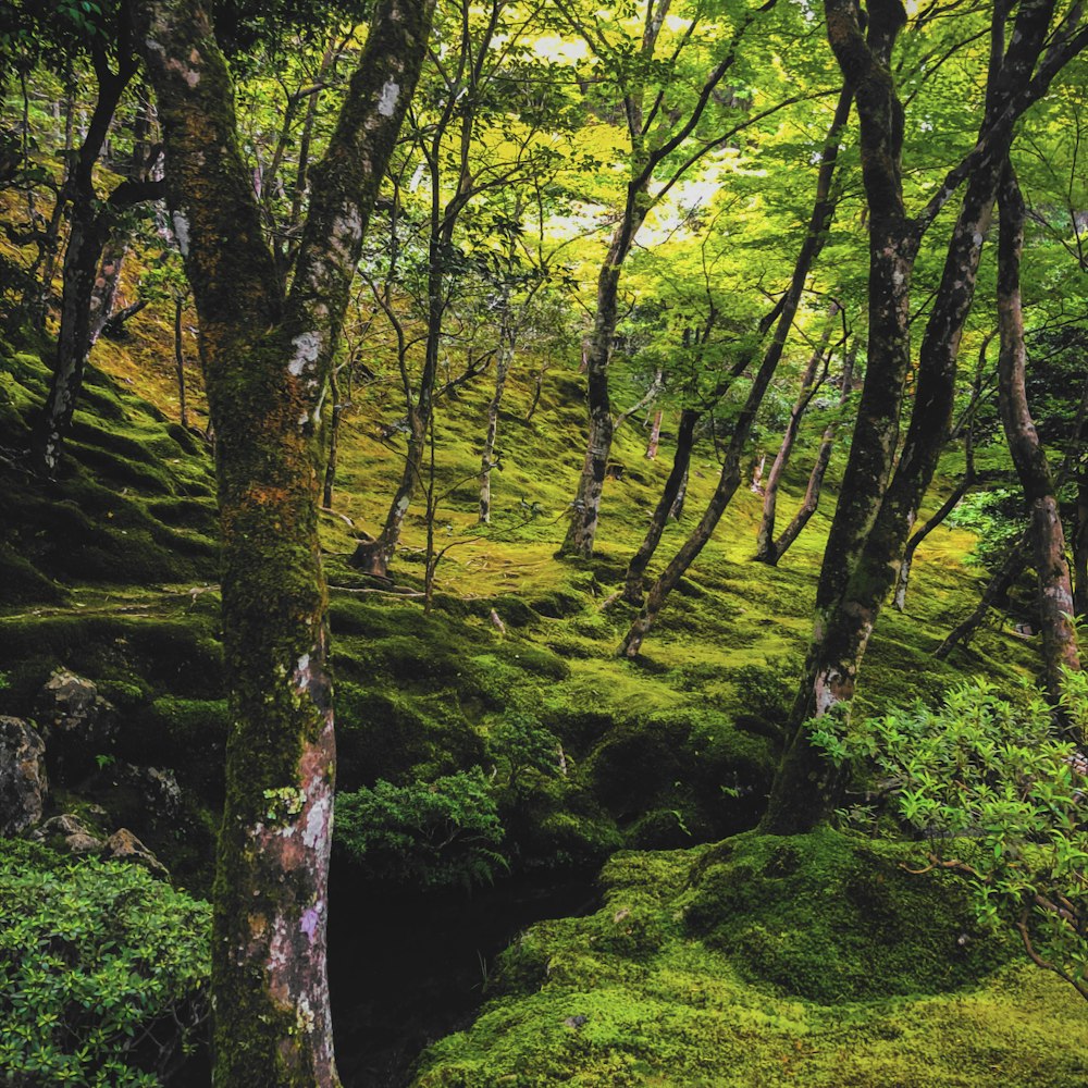 green trees beside river during daytime