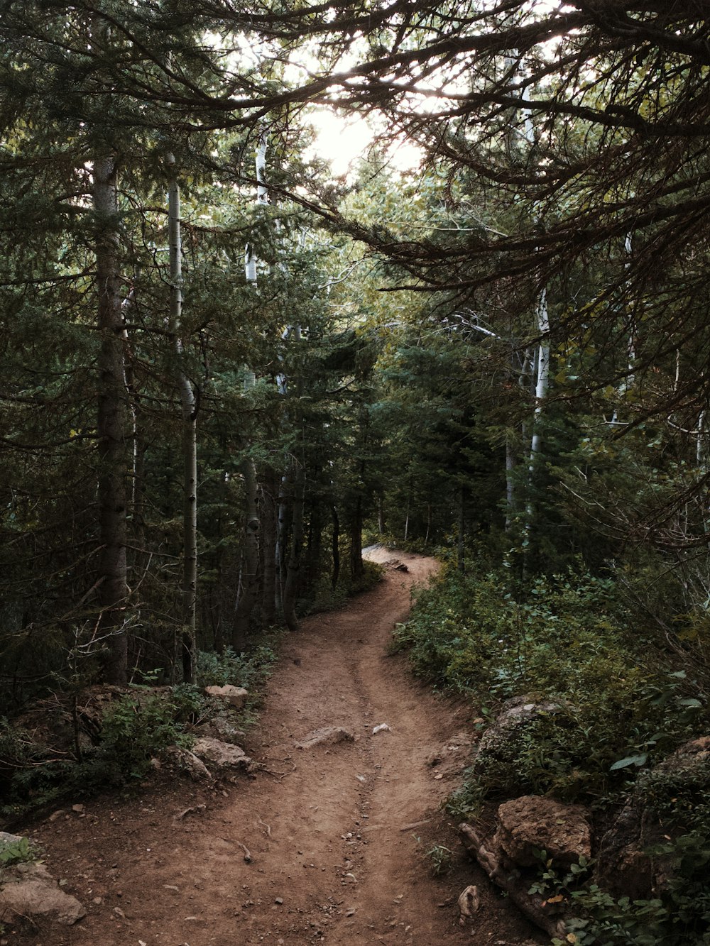 brown dirt road in between green trees during daytime