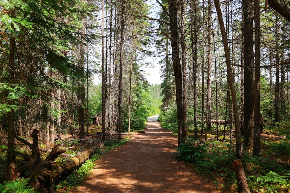 brown pathway between green trees during daytime