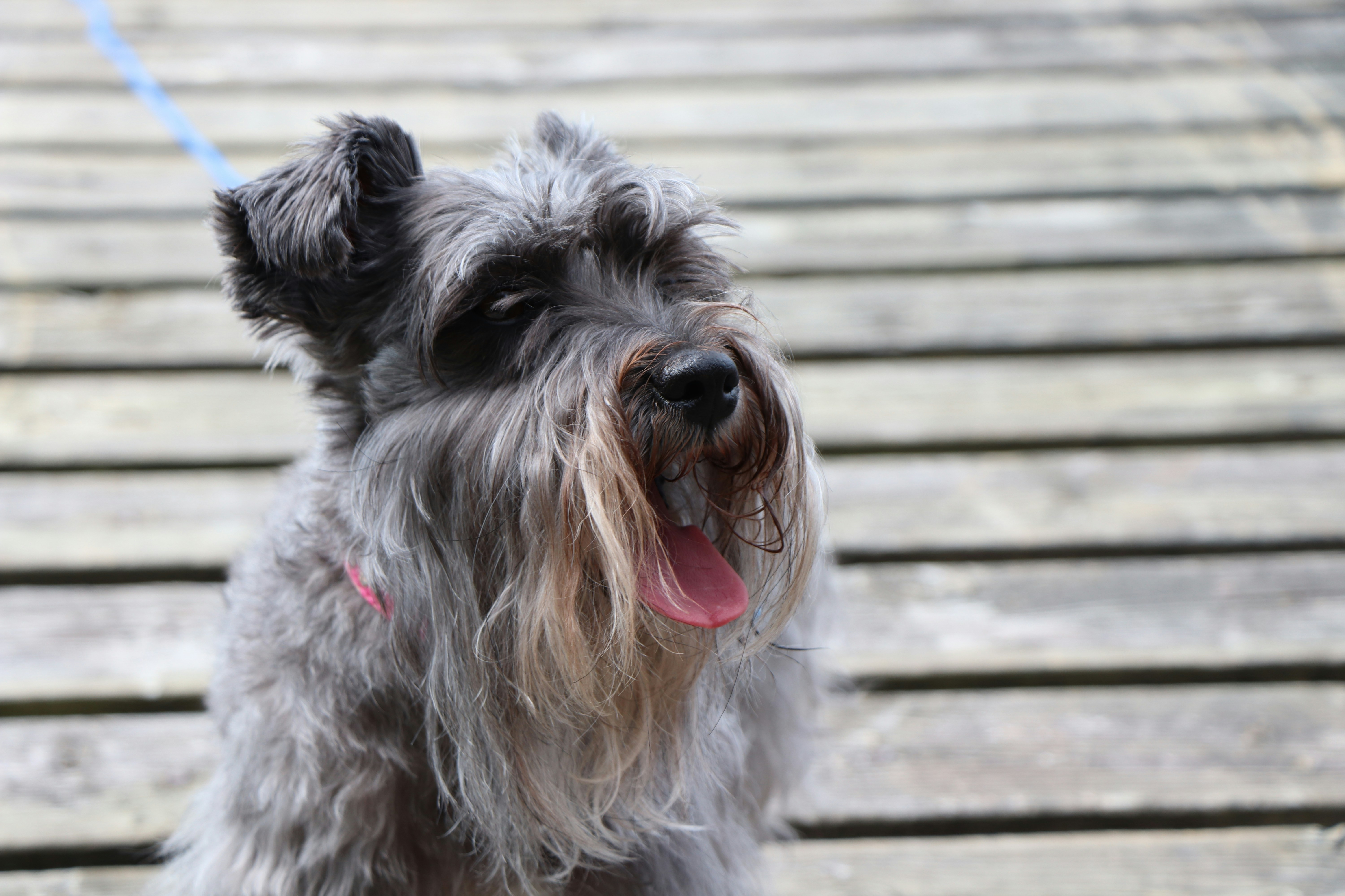 Do Miniature Schnauzers Bark a Lot?