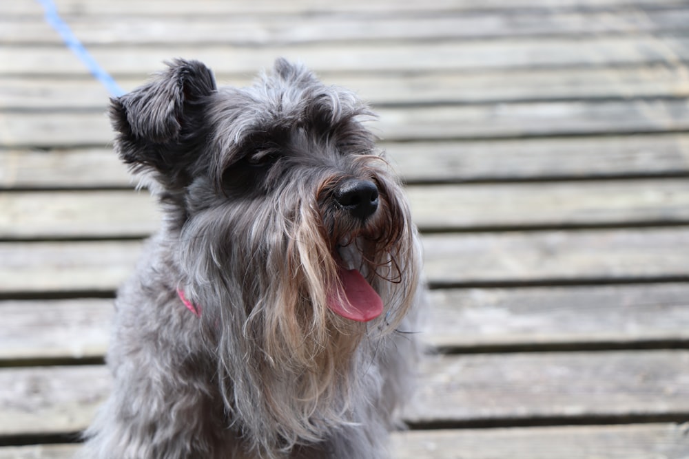 gray and white long coated small sized dog