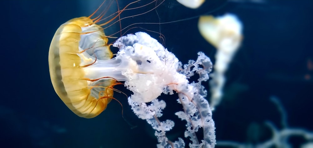 white and yellow jellyfish in water