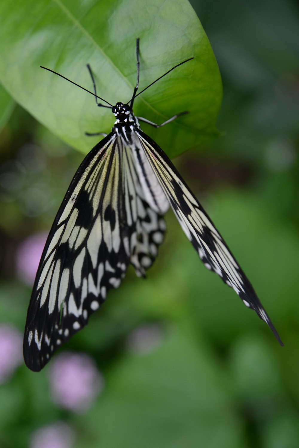 black and white butterfly perched on green leaf in close up photography during daytime