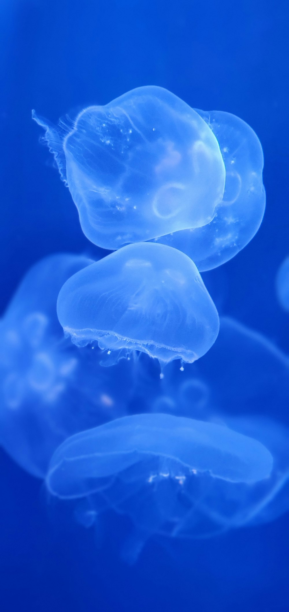 blue jellyfish in water during daytime