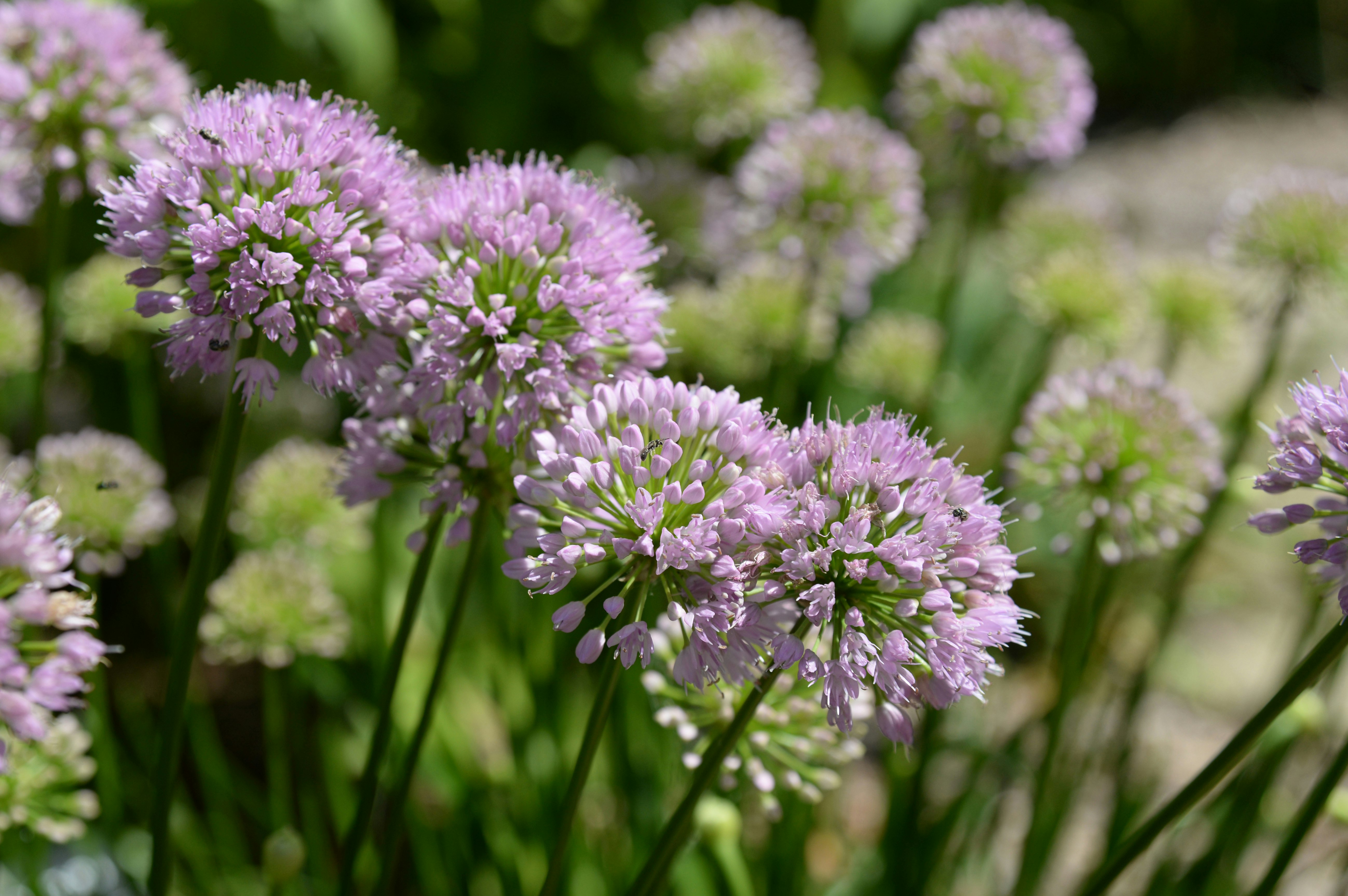 purple flower in tilt shift lens