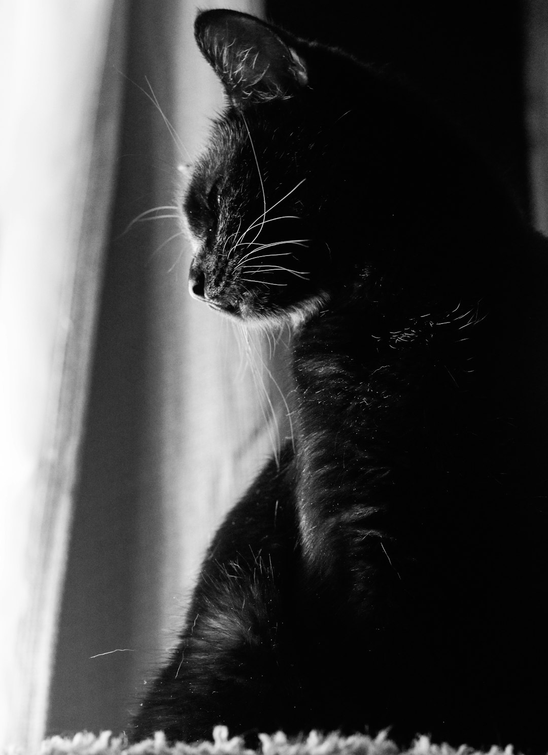 black cat on white textile