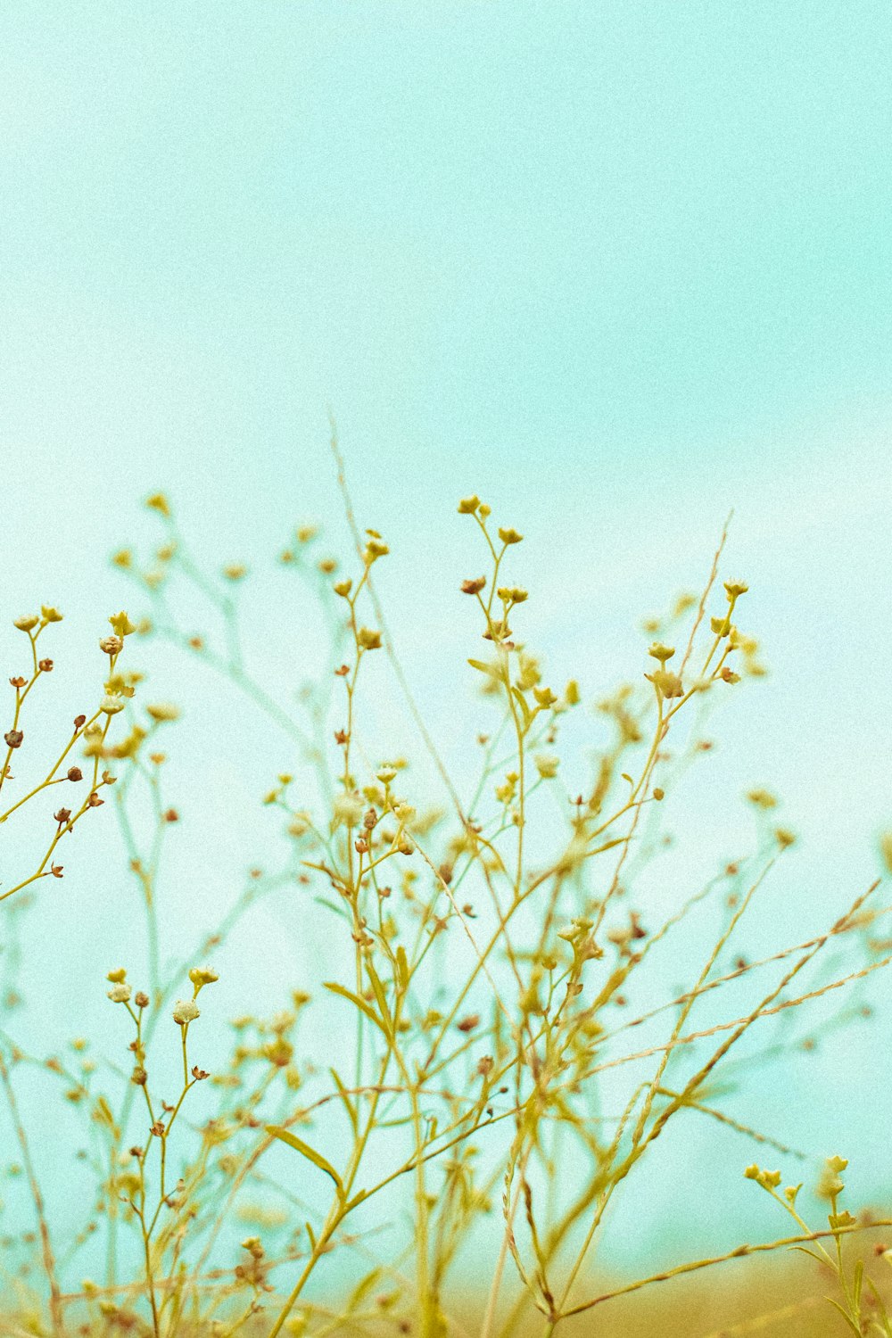 yellow flowers under blue sky during daytime