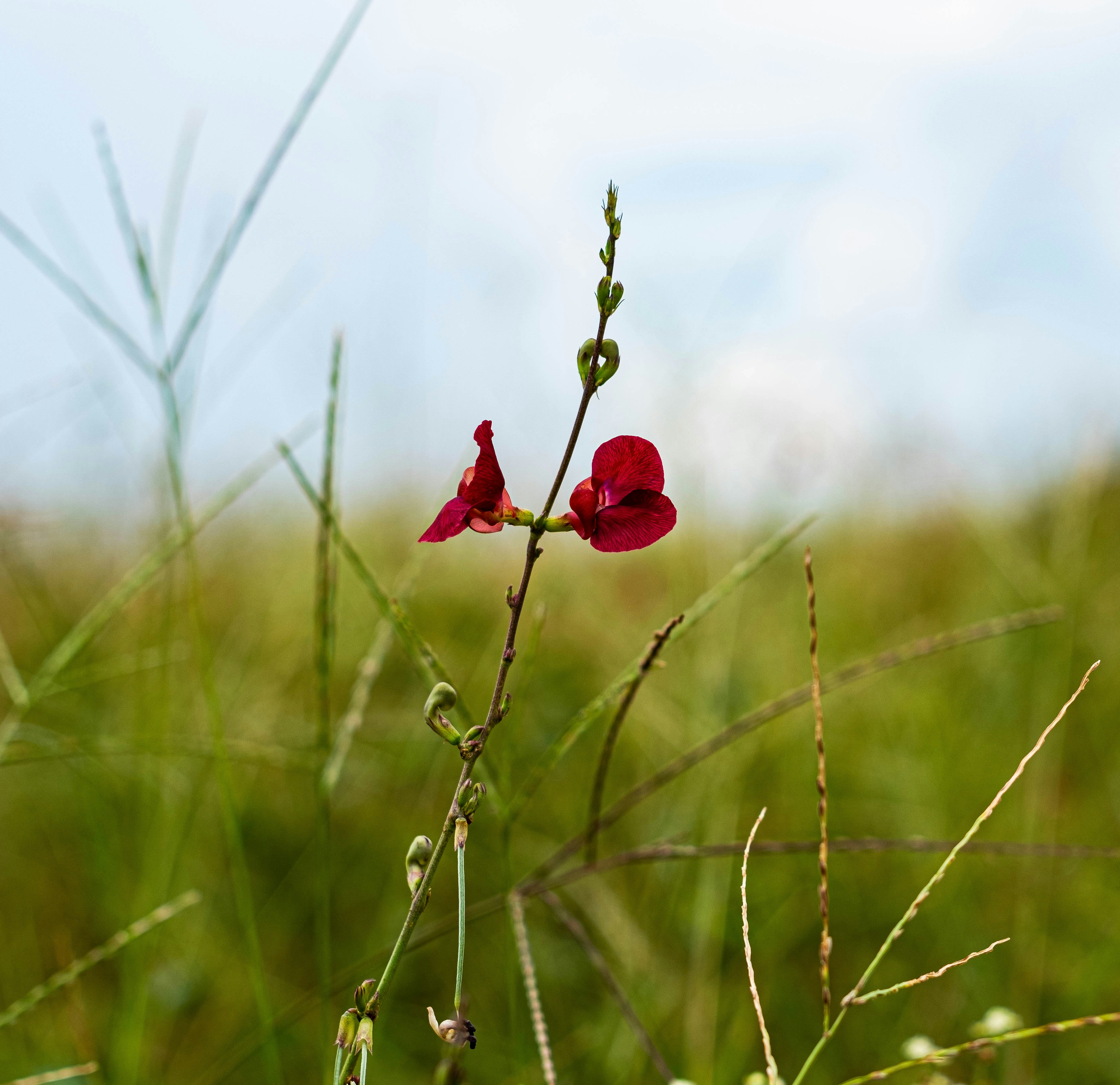 茶色の茎に赤い花の写真 Unsplashで見つけるホームステッドの無料写真