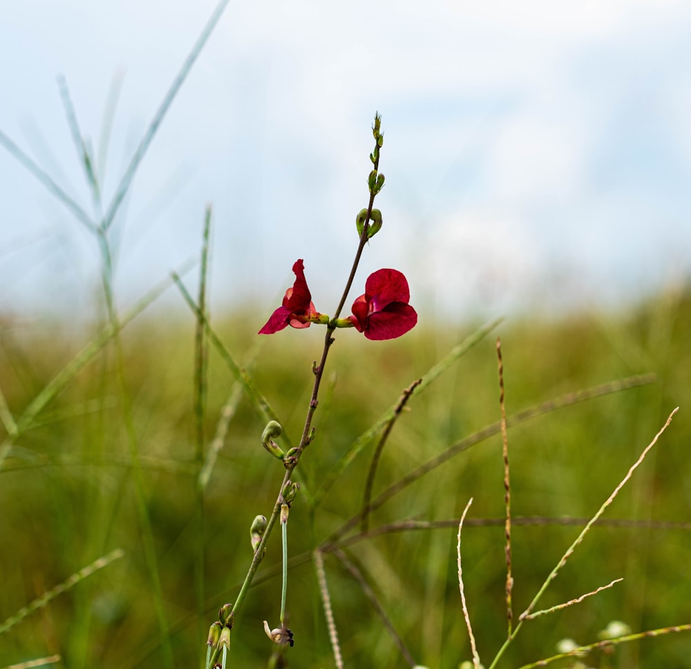 red flower on brown stem