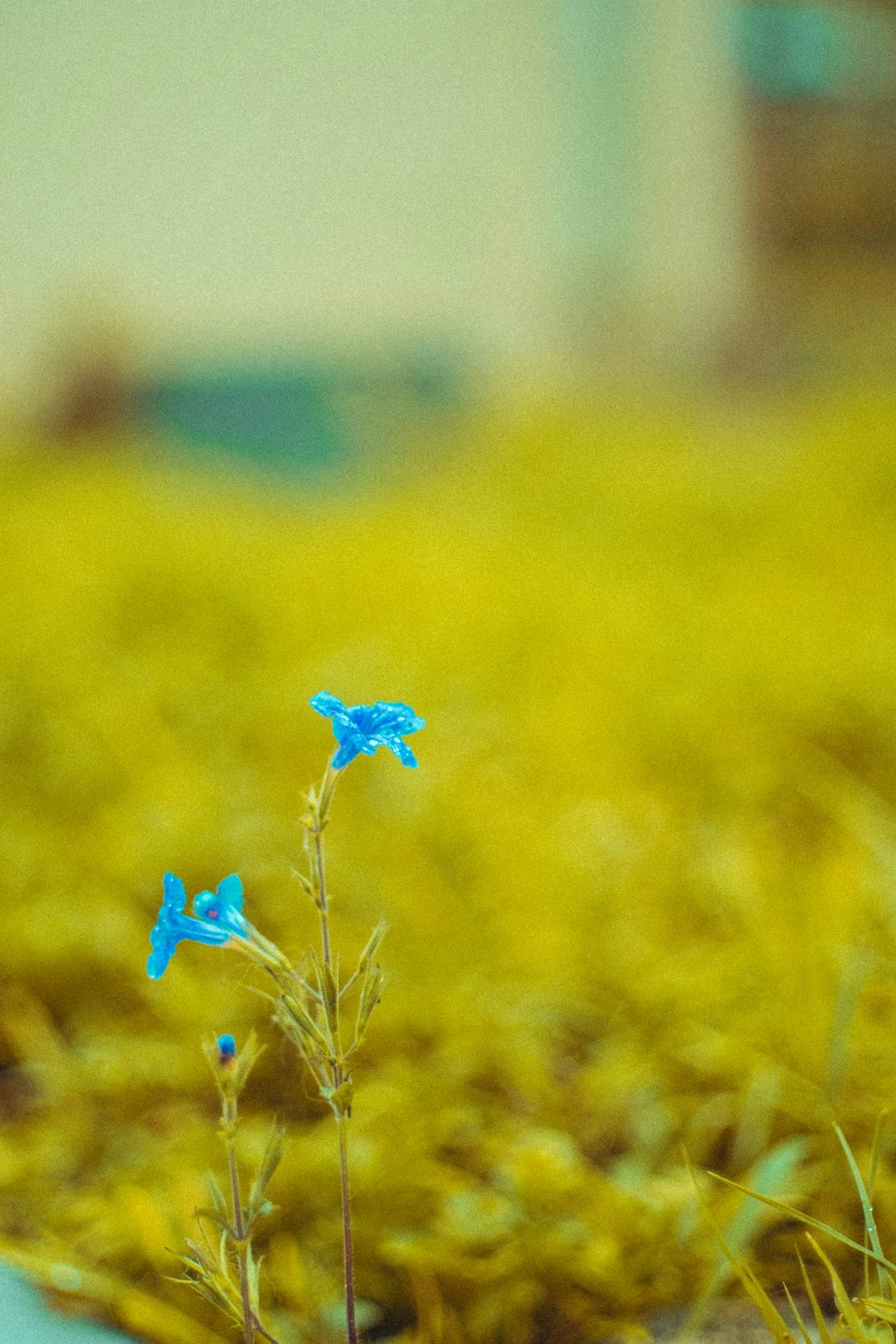 blue flower in the field