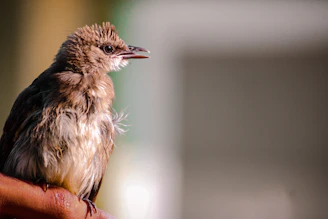 A rescued bird perched on a volunteer’s finger, showing trust and calm.
