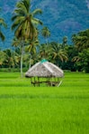 brown nipa hut on green grass field during daytime
