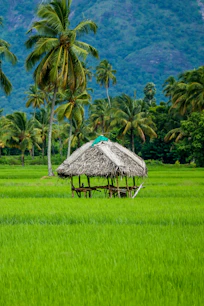 brown nipa hut on green grass field during daytime