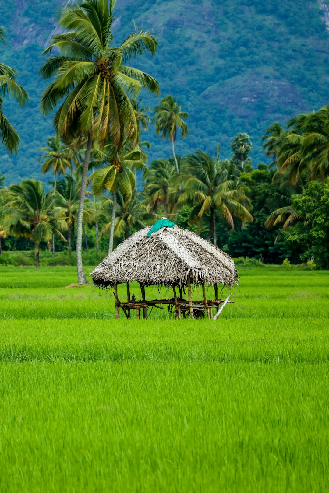 Hut photo spot Kerala Kadamakkudy