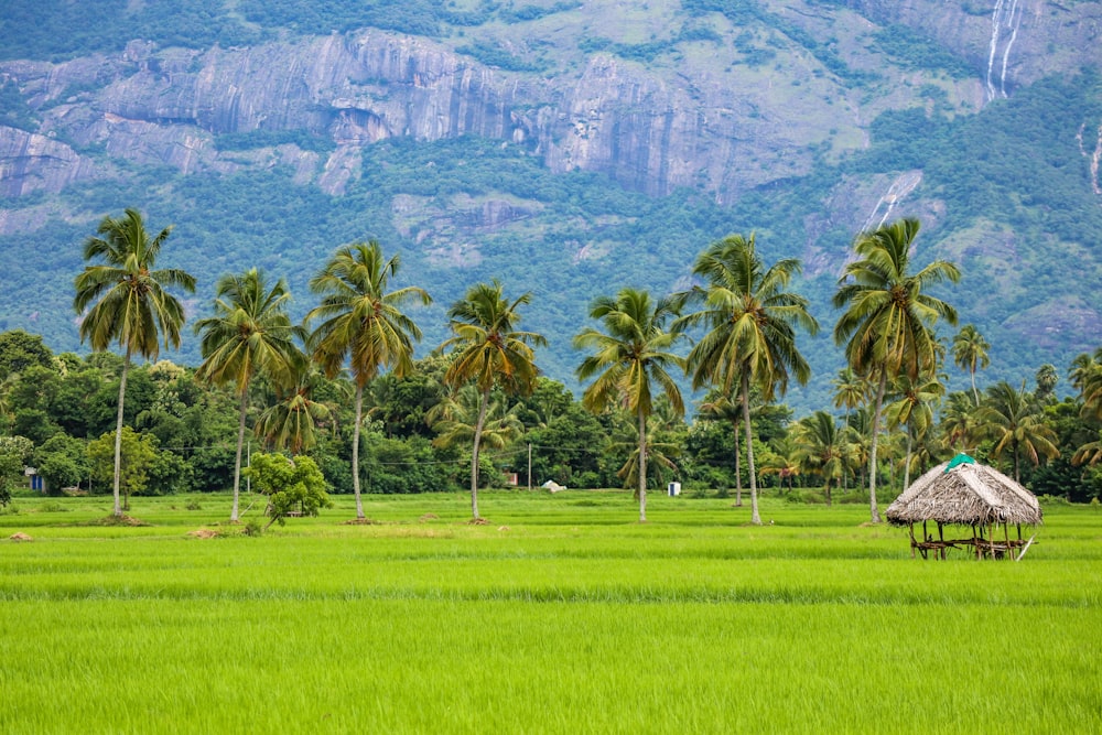 green palm trees near mountain during daytime