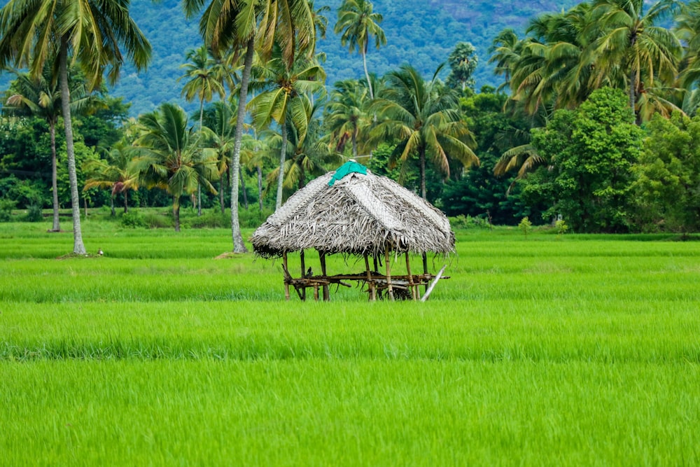 brown nipa hut on green grass field during daytime