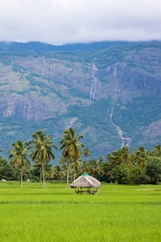 brown wooden gazebo near green palm tree during daytime