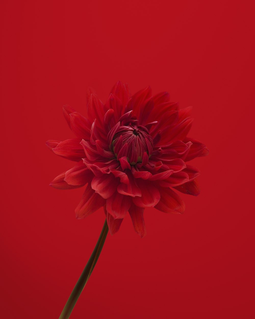 red flower in red background