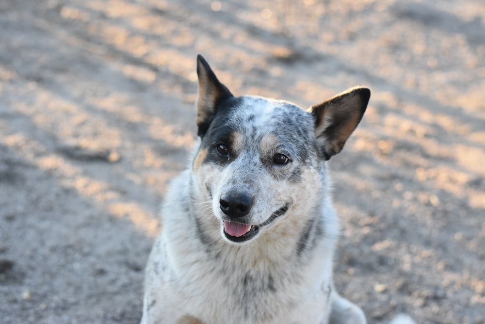 white and black short coated dog sitting on brown sand during daytime