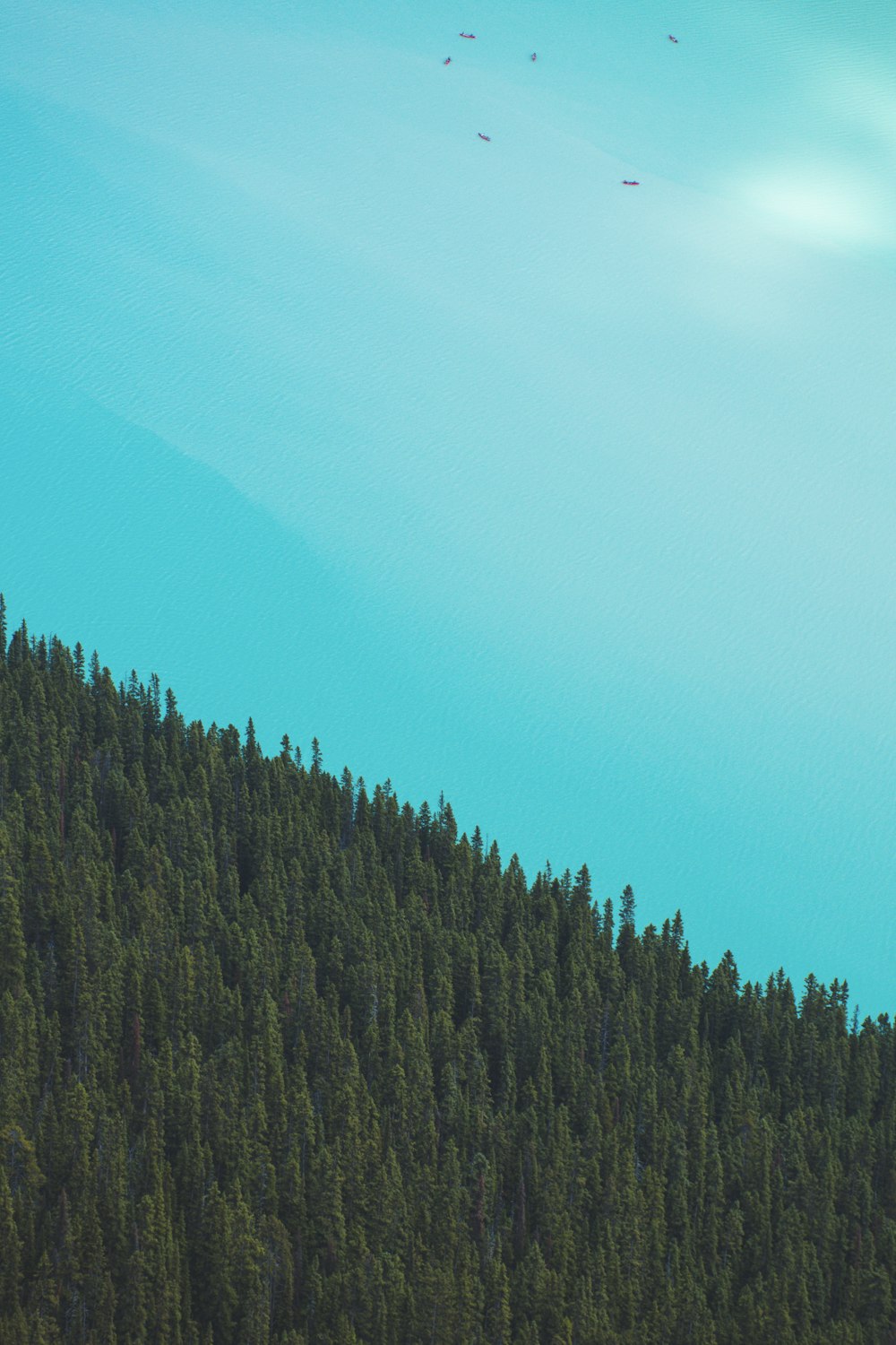 green trees under blue sky