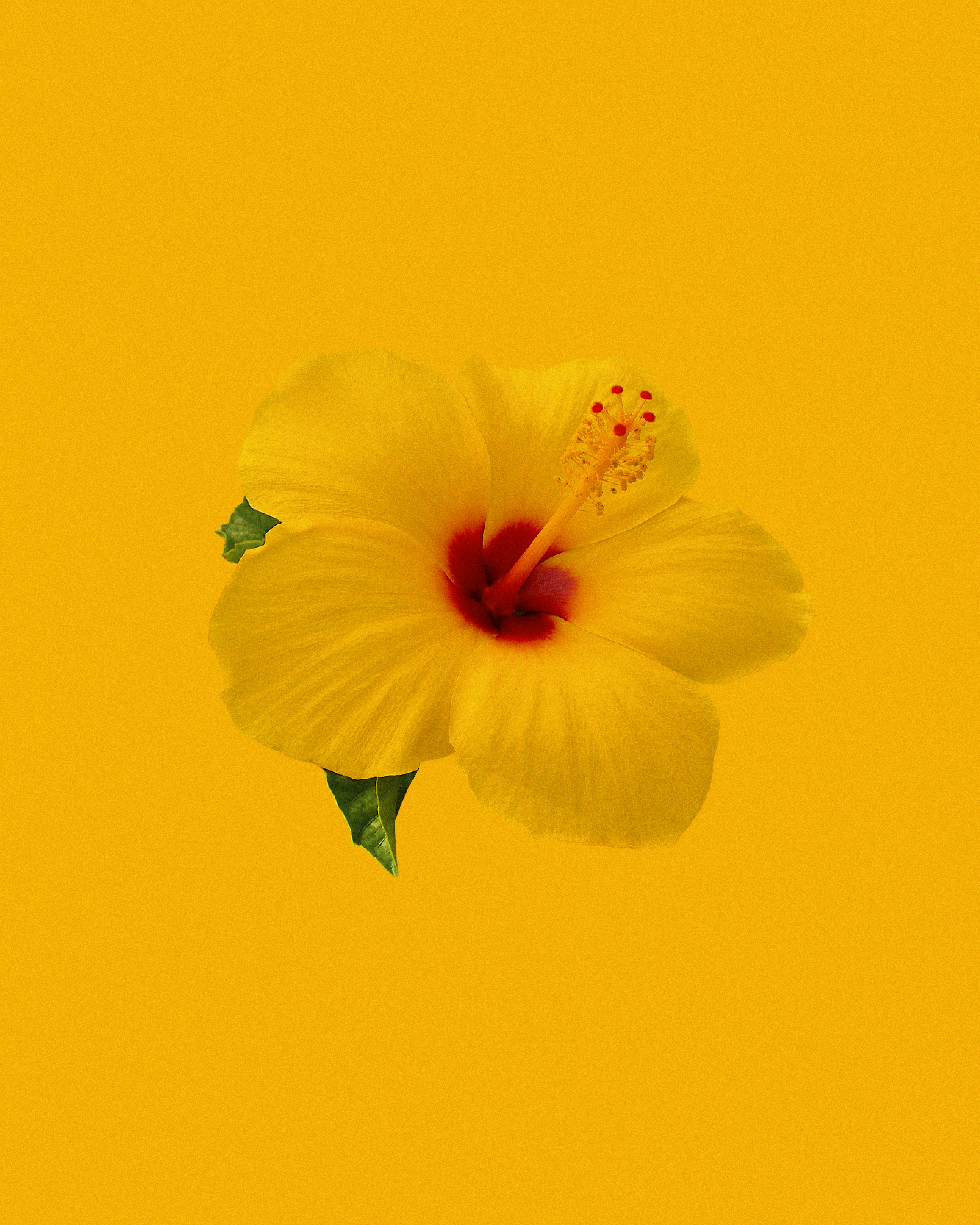 黄色のハイビスカスが咲いて写真をクローズ アップの写真 Unsplashで見つける花の無料写真